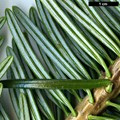 SpeciesSub: subsp. salouenensis